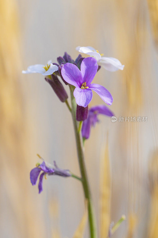 Dinanthus legionensis ?特内里费